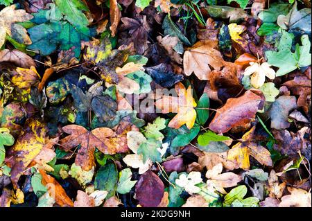 Le foglie di acero marrone, arancione, rosso e giallo formano un collage sul terreno durante l'autunno autunnale Foto Stock