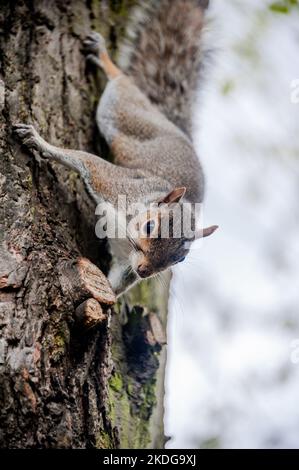 Scoiattolo grigio che scende giù da un albero in inverno in cerca di cibo Foto Stock