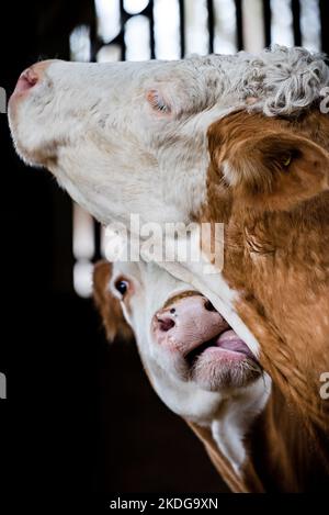 Mucche che si preparano a vicenda mucche marroni e bianche in un capannone di mucche che leccano Foto Stock