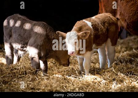 Bovino marrone in un fienile, Norfolk, Regno Unito Foto Stock