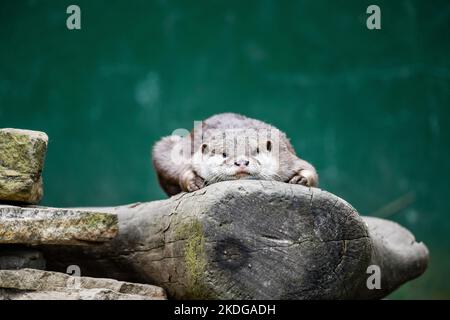 Otter riposa su una roccia dopo una nuotata Foto Stock