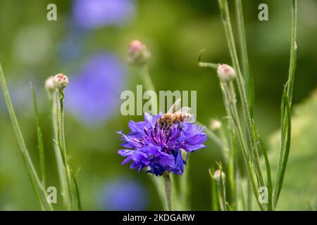 western honeybee raccolta polline da fiore di mais blu Foto Stock