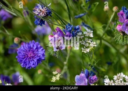 bumblebee raccolta nettare da graziosi fiori blu e rosa di Viper's Bugloss Echium vulgare Foto Stock