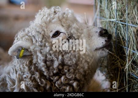 Ritratto di pecore che si nutrono di fieno in un fienile Foto Stock