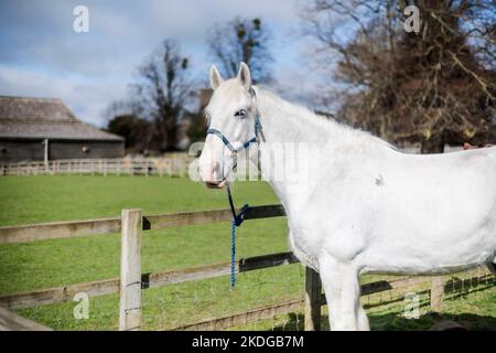 Cavallo grigio in piedi in un paddock in una fattoria legata Foto Stock