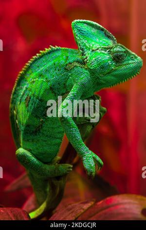 Il camaleonte verde Chamaeleonidae è una famiglia di lucertole che possono cambiare il colore del corpo. Ritratto luminoso di un animale. Lucertola. Foto Stock