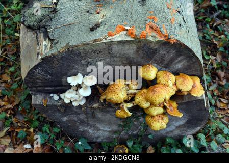 22 ottobre 2022, Meclemburgo-Pomerania occidentale, Nienhagen: Diverse specie di funghi crescono nella "Foresta fantasma" su un tronco di albero segato. La foresta è una destinazione popolare per gli amanti della natura. È stata dichiarata riserva naturale nel 1943. Con una larghezza di circa 100 metri e una lunghezza di circa 1.300 metri, fa parte della foresta di Nienhäger Holz. Le querce, faggi, cornici e alberi di cenere hanno da 90 a 170 anni. Tra di loro cresce poco o nulla lo shrubbery - molto spazio per la luce e l'ombra. Per decenni, il vento salato e umido del Mar Baltico e le numerose tempeste hanno plasmato l'aspetto del Th Foto Stock