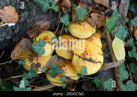 22 ottobre 2022, Meclemburgo-Pomerania occidentale, Nienhagen: Funghi macchiati gialli crescono nella 'foresta fantasma' su un tronco di albero sdraiato tra l'edera. La foresta è una destinazione popolare per gli amanti della natura. È stata dichiarata riserva naturale nel 1943. Con una larghezza di circa 100 metri e una lunghezza di circa 1.300 metri, fa parte della foresta di Nienhäger Holz. Le querce, faggi, cornici e alberi di cenere hanno da 90 a 170 anni. Tra di loro cresce poco o nulla lo shrubbery - molto spazio per la luce e l'ombra. Per decenni, il vento salato e umido del Mar Baltico e le numerose tempeste hanno plasmato l'aspetto o Foto Stock