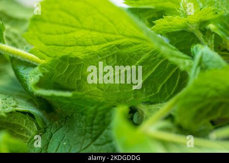 Foglie fresche di menta verde, primo piano di piante, sfondo sfocato. Foto Stock