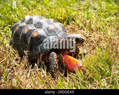 Tartaruga dal piede rosso (Chelonoidis Carbonarius) una specie del Nord America che mangia pomodoro nel Parco Foto Stock