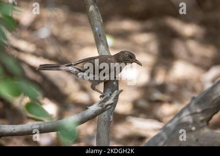 thrasher Margarops fuscatus dagli occhi perlati, adulto arroccato nella macchia, Washington-Slagbaai National Park, Bonaire, agosto Foto Stock