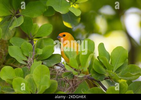 Finch zafferano Sicalis flaveola, maschio adulto arroccato nell'albero, Capitano Don's Habitat, Kralendijk, Bonaire, agosto Foto Stock