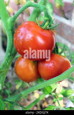 Pomodori Moneymaker (Solanum lycopersicum) coltivazione e maturazione sulla pianta della vite Foto Stock