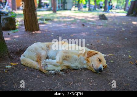 un cane da strada bianco è sdraiato sul marciapiede Foto Stock