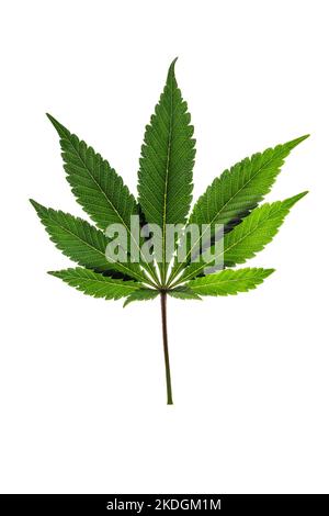 Foglie di marijuana verdi e gialle con fondo bianco chiaro Foto Stock