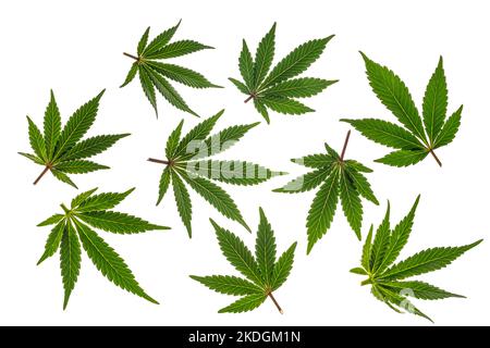 Foglie di marijuana verdi e gialle con fondo bianco chiaro Foto Stock