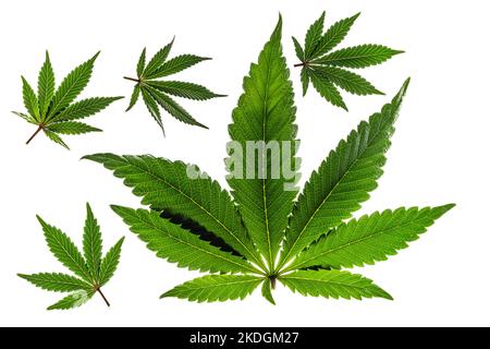 Foglie di marijuana verdi e gialle con fondo bianco chiaro Foto Stock