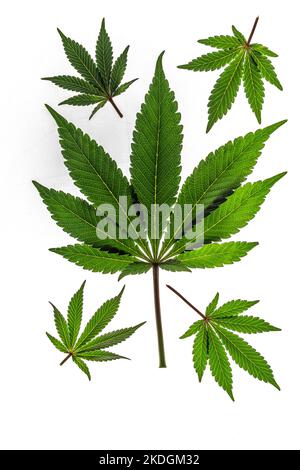 Foglie di marijuana verdi e gialle con fondo bianco chiaro Foto Stock