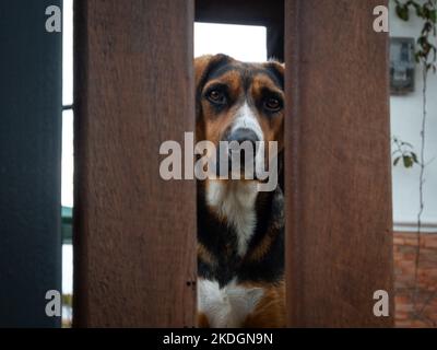 Cane misto nero, marrone e bianco guardando la fotocamera dietro la recinzione di legno di una Casa Bianca a Jerico, Antioquia, Colombia Foto Stock