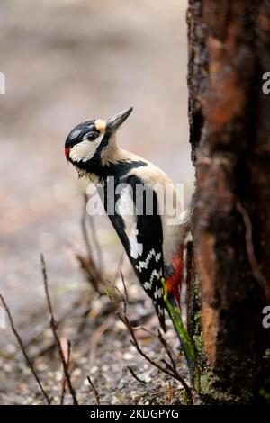 Grande picchio macchiato (Dendrocopos Major) in bella luce autunnale Foto Stock