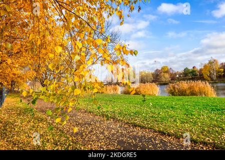 Autunno nel parco della città Foto Stock