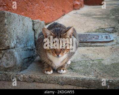 Il gatto marrone con le strisce nere siede pronto a caccia su un Bleacher in strada Foto Stock