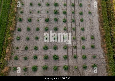 Campo di canapa CBD, steli ispessiti di piante industriali verdi, tiro aereo dall'alto verso il basso. Foto Stock