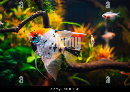 bel pesce angelo nel mio acquario Foto Stock