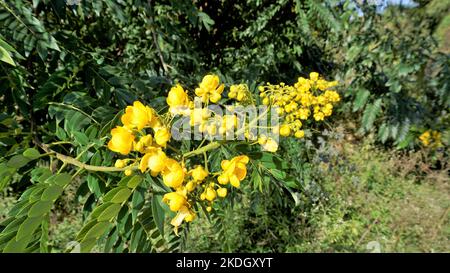 Primo piano di bellissimi fiori di Senna spectabilis conosciuto come Casia amarilla, Whitebortk senna, doccia gialla. Conosciuto anche come albero delle meraviglie d'oro Foto Stock