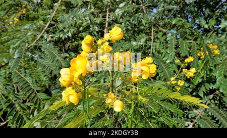 Primo piano di bellissimi fiori di Senna spectabilis conosciuto come Casia amarilla, Whitebortk senna, doccia gialla. Conosciuto anche come albero delle meraviglie d'oro Foto Stock