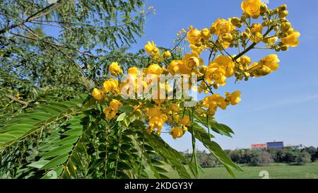 Primo piano di bellissimi fiori di Senna spectabilis conosciuto come Casia amarilla, Whitebortk senna, doccia gialla. Conosciuto anche come albero delle meraviglie d'oro Foto Stock