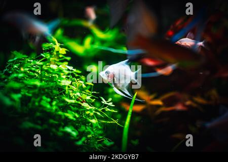 bel pesce angelo nel mio acquario Foto Stock