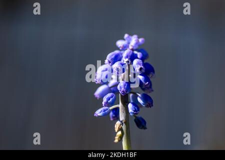 Il Muscari blu fiorisce all'inizio della primavera a Olivar, Rancagua, Cile Foto Stock