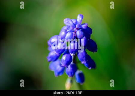 Il Muscari blu fiorisce all'inizio della primavera a Olivar, Rancagua, Cile Foto Stock