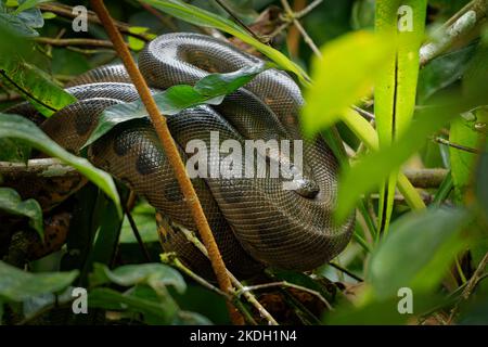 Anaconda Verde - Eunectes murinus anche gigante, anaconda comune, acqua comune boa o sucuri, il serpente più pesante conosciuto, trovato in Sud America, non-veleno Foto Stock
