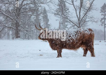 Mucca in inverno. Mucca in nevicata. Bestiame scozzese di altopiani in inverno. Foto Stock