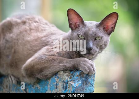 Grande grigio arrabbiato guardando Sphinx razza parassita gatto poggiando su stufato all'aperto in estate Foto Stock