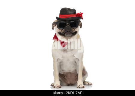 adorabile cane pug sorridendo alla macchina fotografica mentre si indossano occhiali da sole con cappello e cravatta ad arco e seduti su sfondo bianco Foto Stock