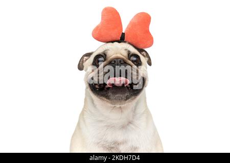 Primo piano su un piccolo cane pug sorridendo mentre si tira fuori la lingua e indossa un archetto a farfalla e si siede sullo sfondo bianco dello studio Foto Stock