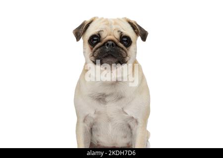 Primo piano su un simpatico piccolo cane pug fare grandi occhi alla macchina fotografica e sedersi su sfondo bianco studio Foto Stock