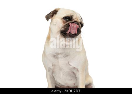 Piccolo cane pug leccando il naso mentre guarda lontano e seduto sullo sfondo bianco studio Foto Stock