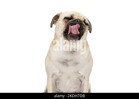 Seduto cane pug leccando la bocca con gli occhi chiusi contro sfondo bianco studio Foto Stock