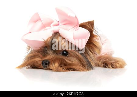 adorabile cane del corriere dello yorkshire che riposa la testa a terra, sentendosi pigro e indossando un arco rosa su sfondo bianco Foto Stock