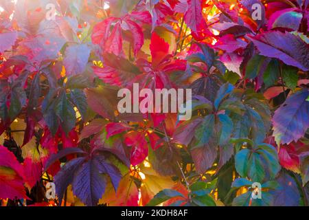 Virginia Creeper, Parthenocissus Quinquefolia, una sezione ravvicinata in autunno. Suffolk, Regno Unito. Foto Stock