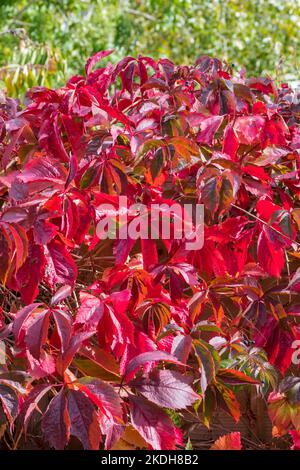 Virginia Creeper, Parthenocissus Quinquefolia, una sezione ravvicinata in autunno. Suffolk, Regno Unito. Foto Stock