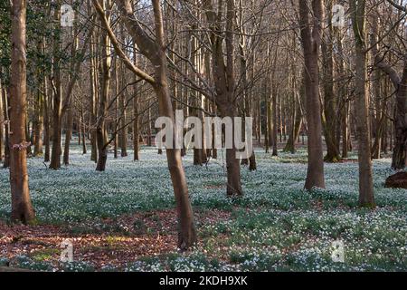 Snowdrops (galanthus) nella tenuta di Welford Park, Newbury, Berkshire, Inghilterra Foto Stock