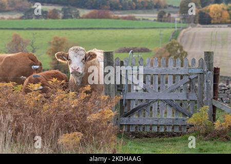 Una mucca in piedi accanto a un cancello su un sentiero su terreno agricolo in Aberdeenshire in autunno Foto Stock