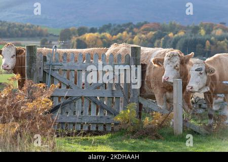 Bestiame in piedi dietro un cancello che blocca un sentiero sopra terreno agricolo vicino Tarland, Aberdeenshire, in autunno Foto Stock
