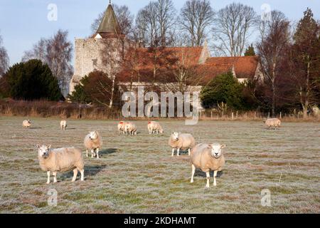 Pecore pascolo in una mattinata gelida dalla chiesa storica di San Nicola, Leeds, Kent Foto Stock