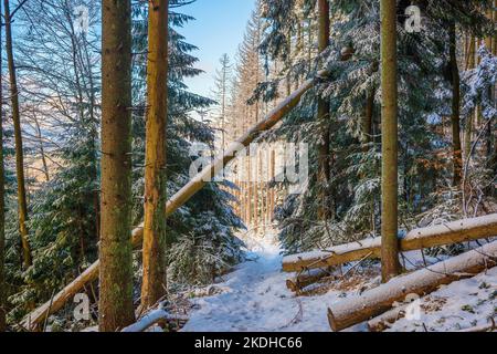Scenografica foresta invernale scena. Sentiero nella soleggiata foresta invernale alta montagna con alti abeti e tronchi caduti Foto Stock